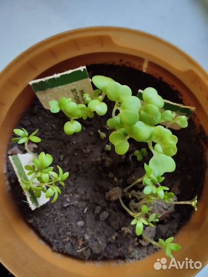 Семена из Ленты