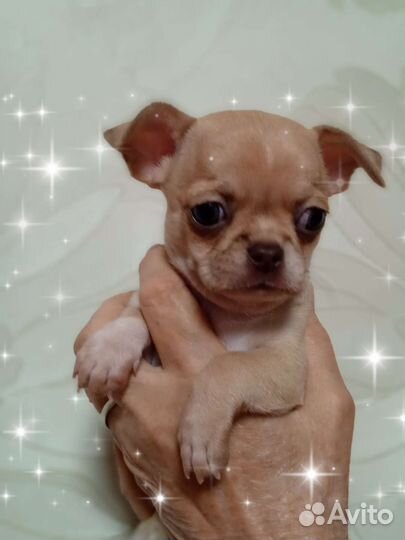 Девочка Солли