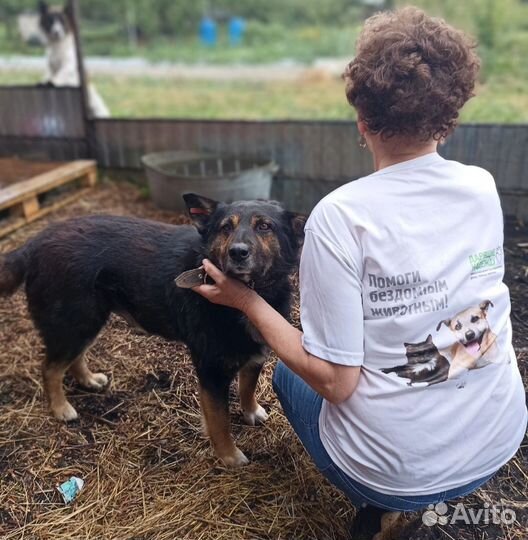 Собака в добрые руки