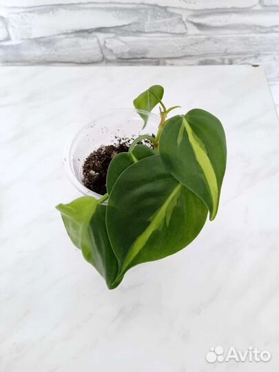 Аглаонемы, сингониумы и другие растения