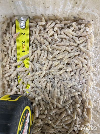 Опарыш оптом