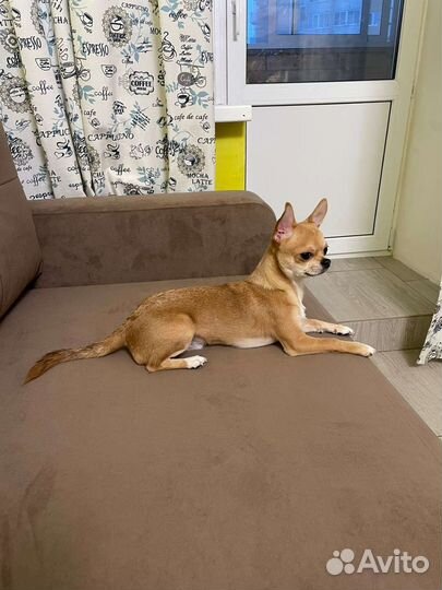 Вязка Лиловый кобель