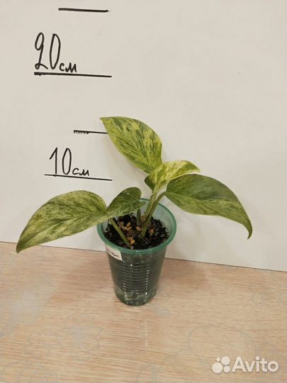 Сциндапсус