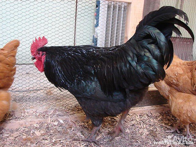 Петухи, несушки мясояичные. Черный петух