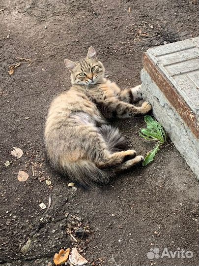 Котики бесплатно в добрые руки