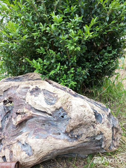 Коряги для аквариума