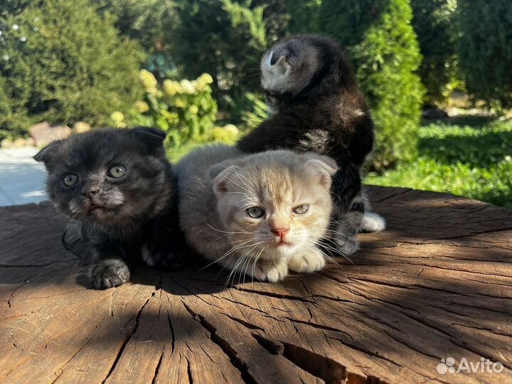 Вислоухие котята