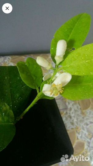 Лимон плодоносящий