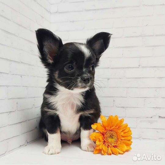 Чихуахуа мальчик Бандит