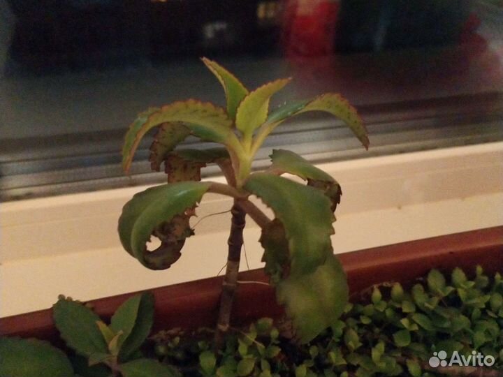 Каланхоэ дегремона лечебное