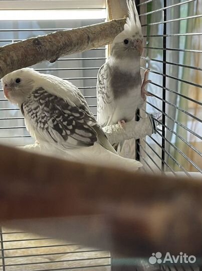 Птенцы кореллы