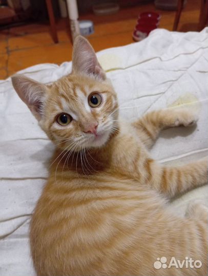 Котята бесплатно