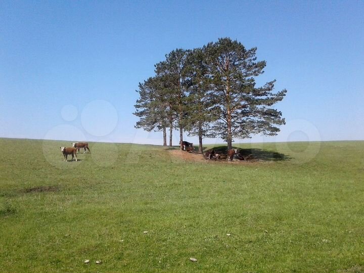 Участок 19 га (СНТ, ДНП)