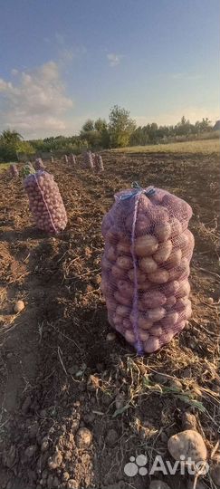 Продам картофель