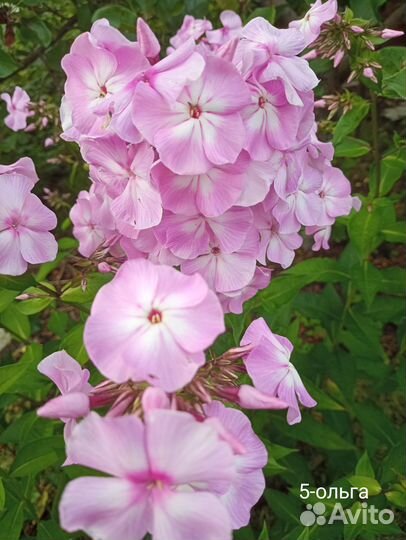 Флоксы сортовые