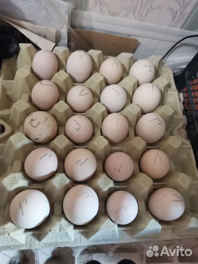 Ия кур виандот