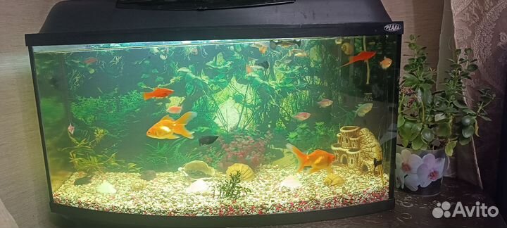 Аквариум с рыбками