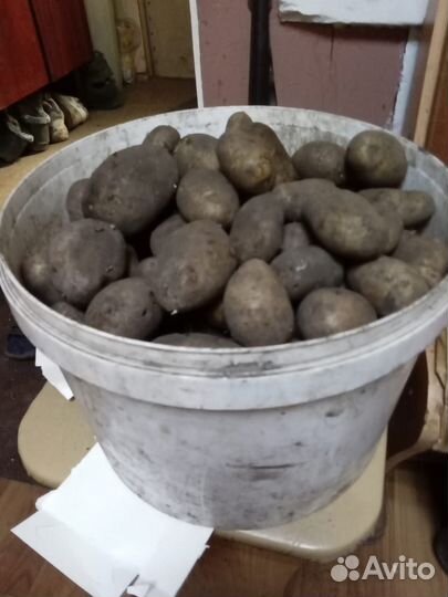 Семенной картофель