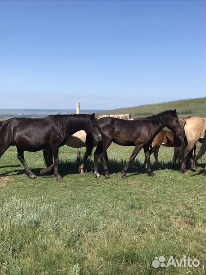 Кобылы и жеребята