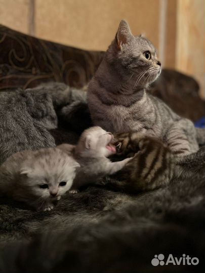 Шотландские котята