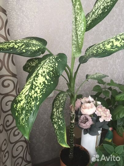 Диффенбахия