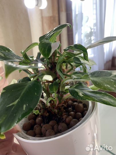 Филодендрон белая принцесса