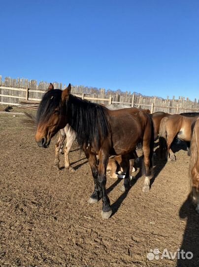 Продам табуны лошадей