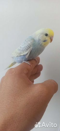 Птенцы волнистый попугай