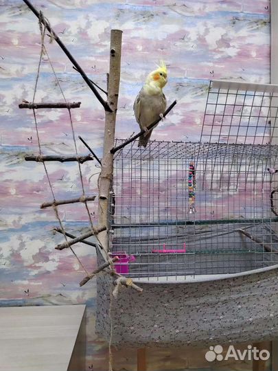 Попугай корелла, девочка с клеткой. Цена 6000 торг