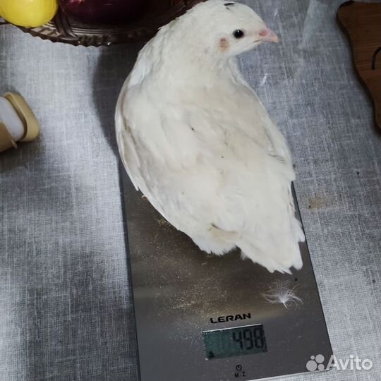 Инкубационное яйцо перепелов