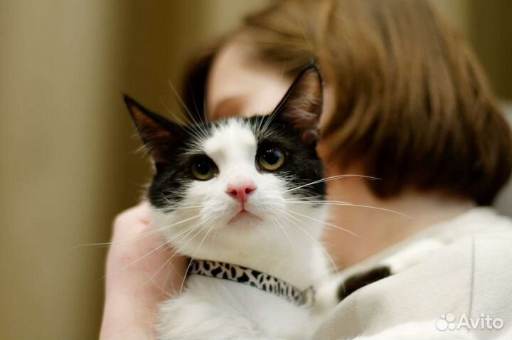 Котик Маркиз в добрые руки