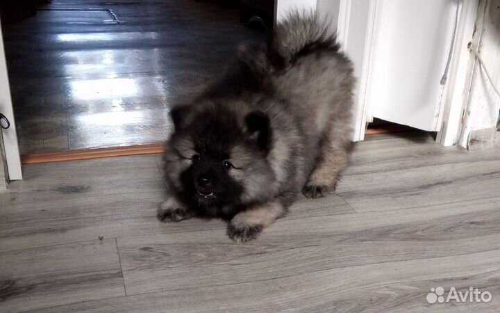 Кеесхонд вольфшпиц