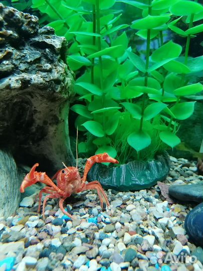 Калифорнийский(флоридский) красный рак аквариумный