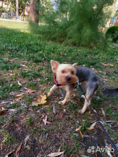 Передержка собак маленьких пород