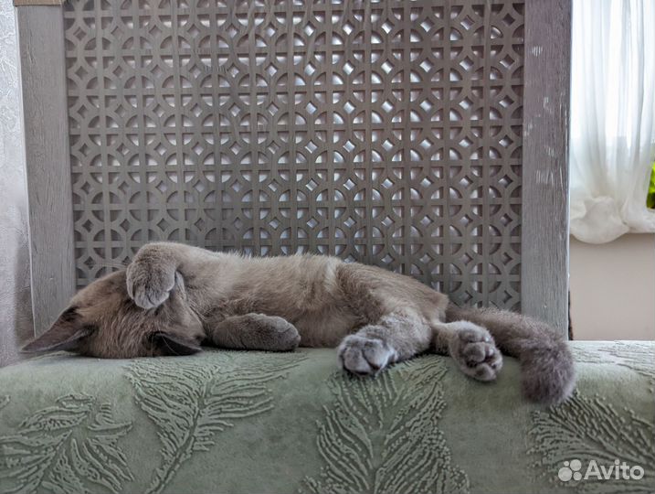 Котята метисы