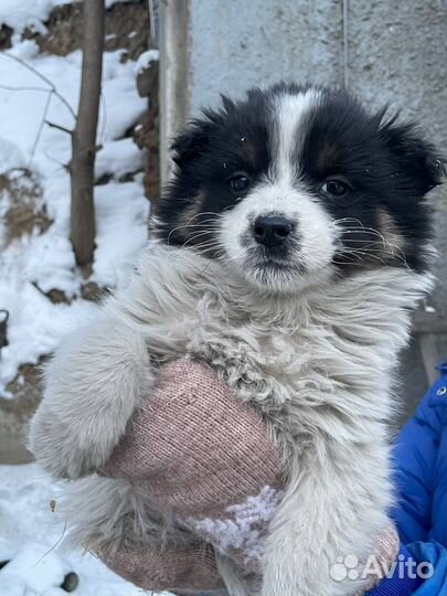 Щенок девочка в добрые руки