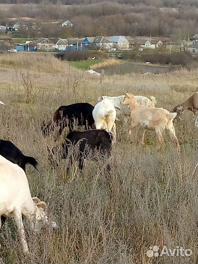 Козы и овцы