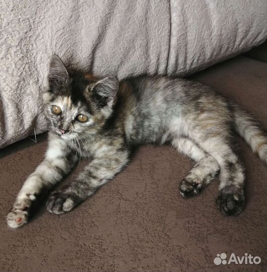 Котенок в добрые руки