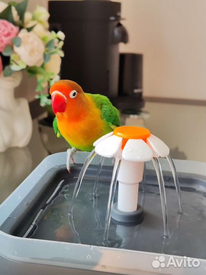 Пара попугаев неразлучников