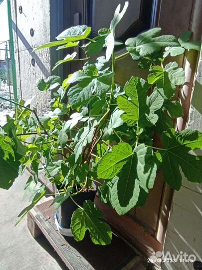 Саженцы инжира домашнего