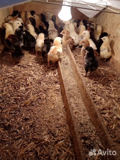 Цыплята несушки