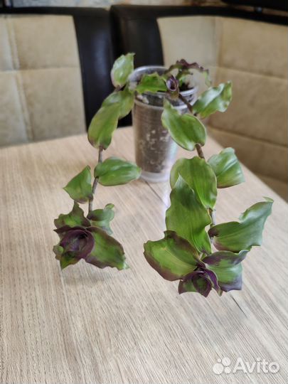 Комнатные цветы Обновлён 27/09