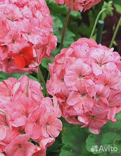 Пеларгония Руби Рейн F1 5 шт