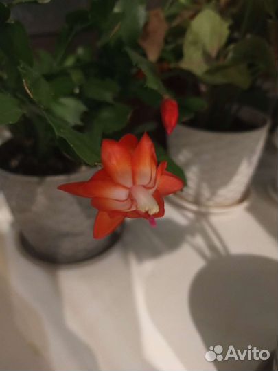 Декабрист шлюмбергера