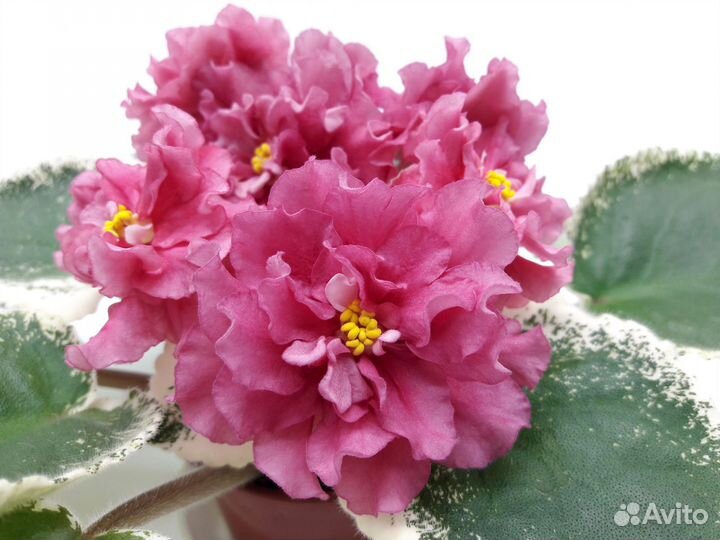 Фиалки стандарт