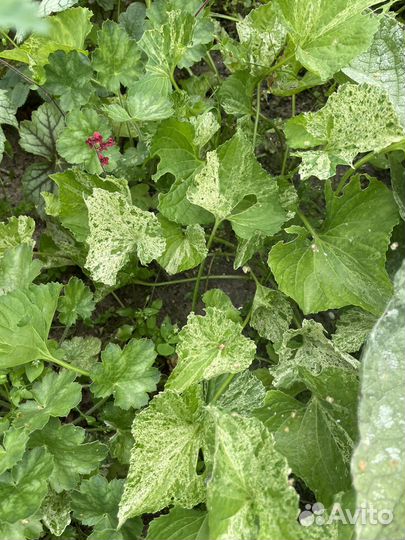 Бузульник Гранито