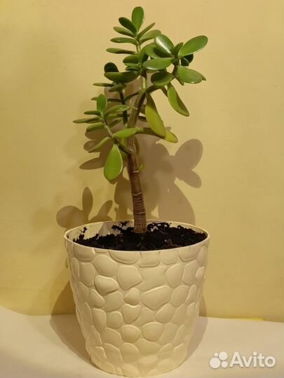 Денежное дерево в новой плошке