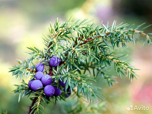 Можжевеловая щепа