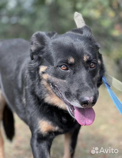 Собака в добрые руки отдам бесплатно