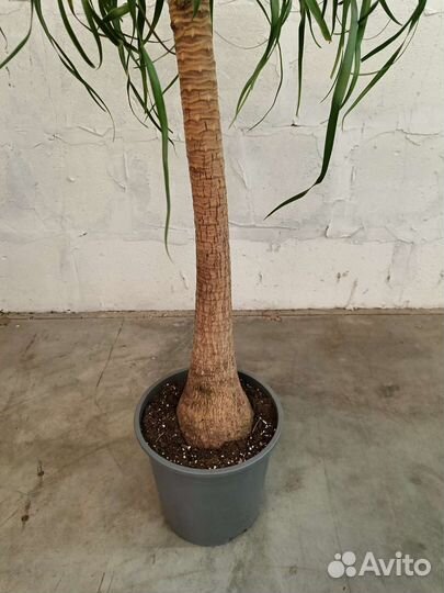 Нолина штамбовая